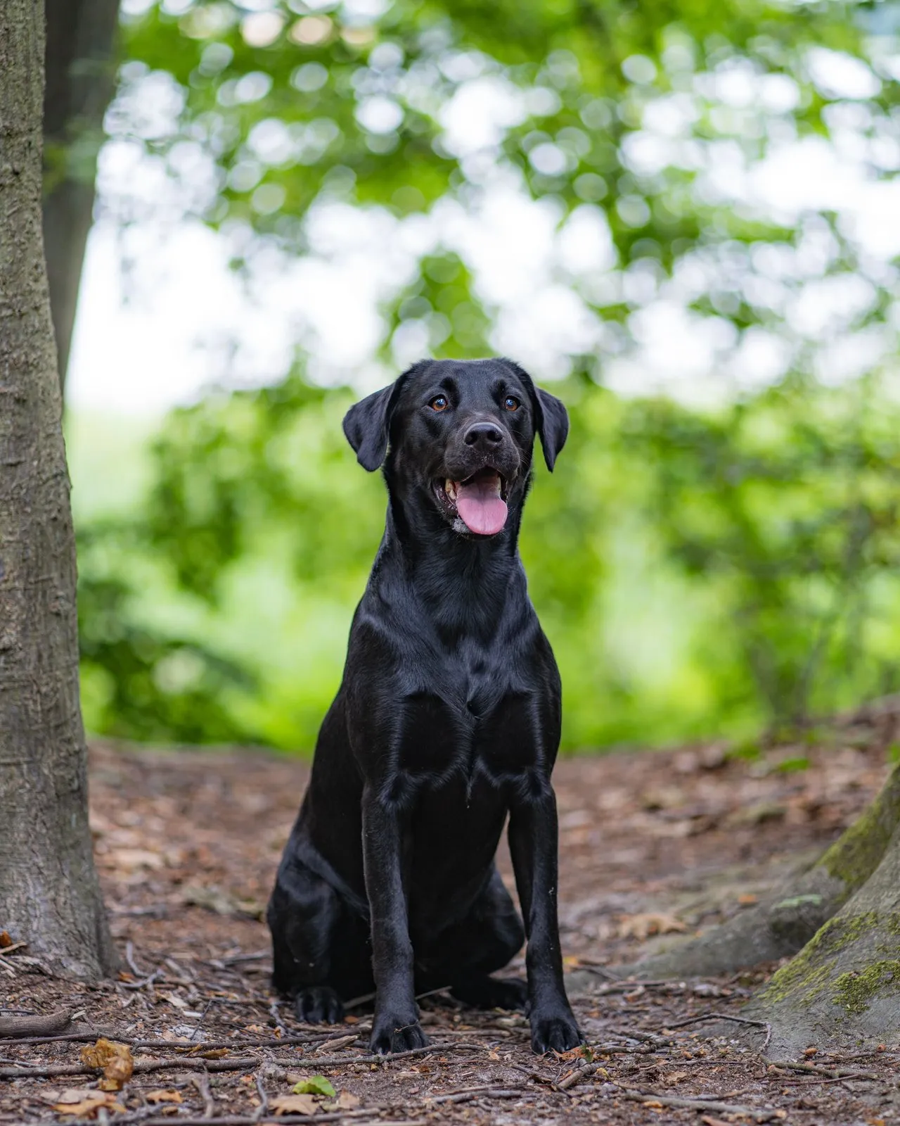Labrador retriever noir debout sur un sentier forestier