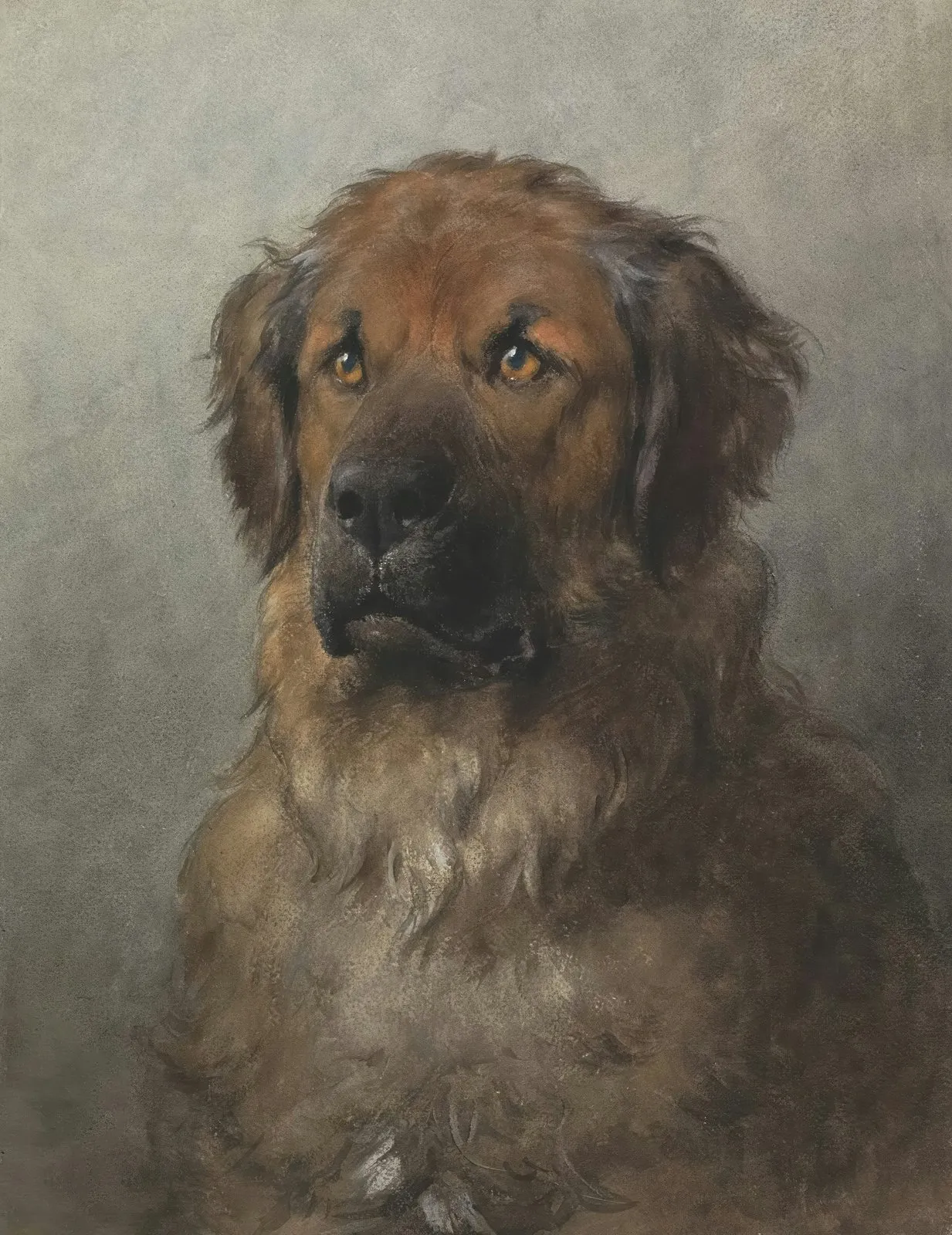 Leonberg fauve au masque noir, portrait