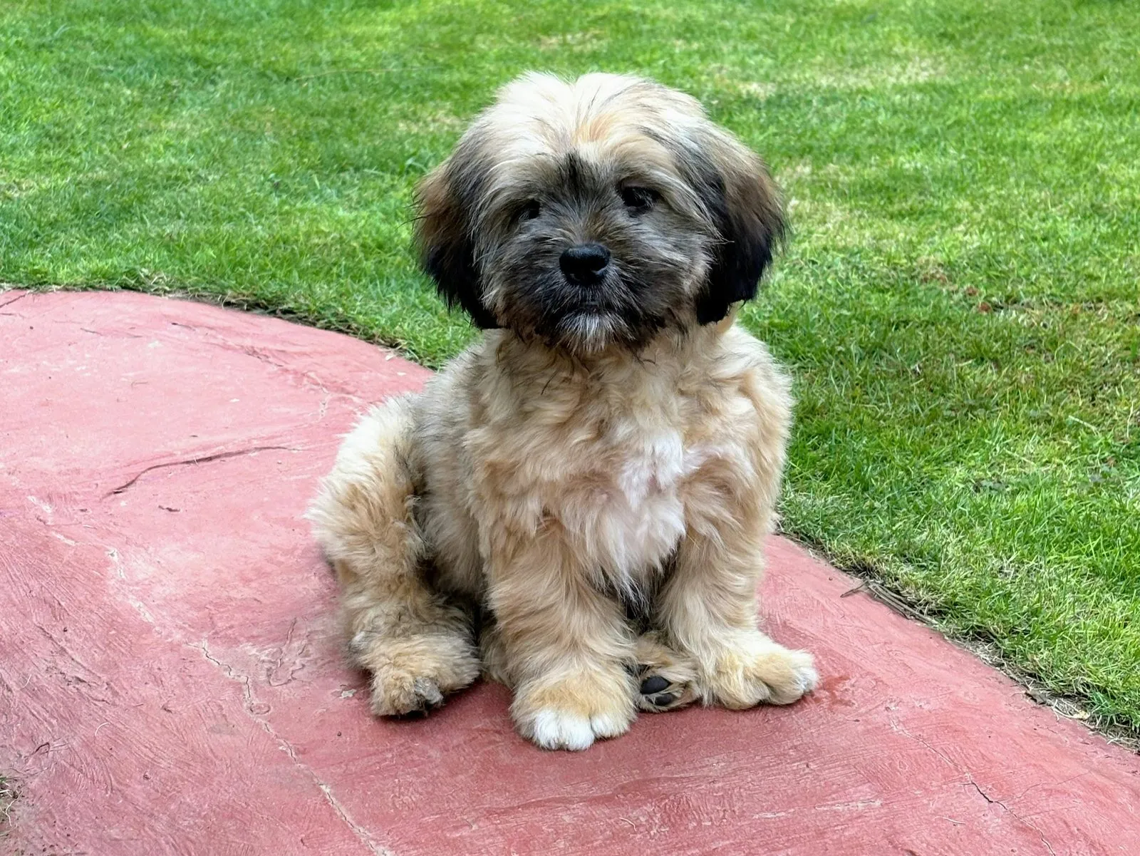 Lhassa apso fauve assis, portrait