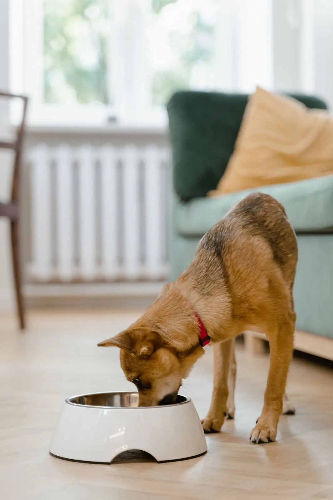 Chien mangeant dans une gamelle posée sur le sol d'un salon