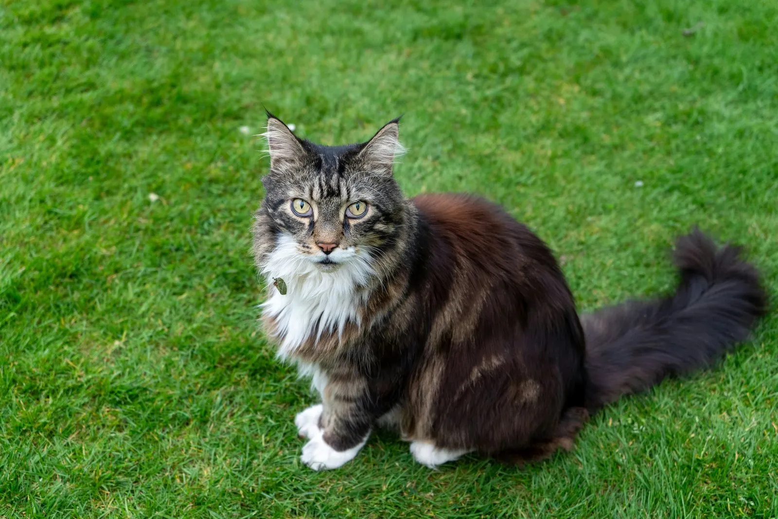 Maine coon assis sur une pelouse verte, corps entier