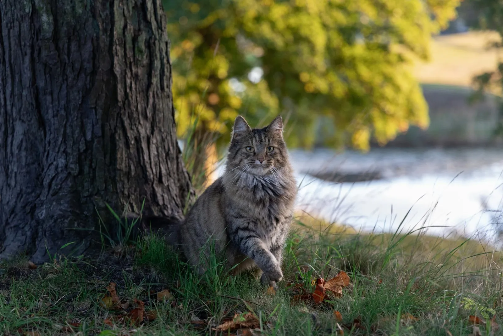 Chat norvégien à poil long assis au pied d'un arbre