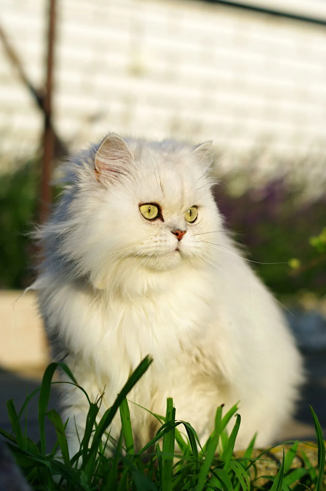 Chat persan blanc sur l'herbe verte