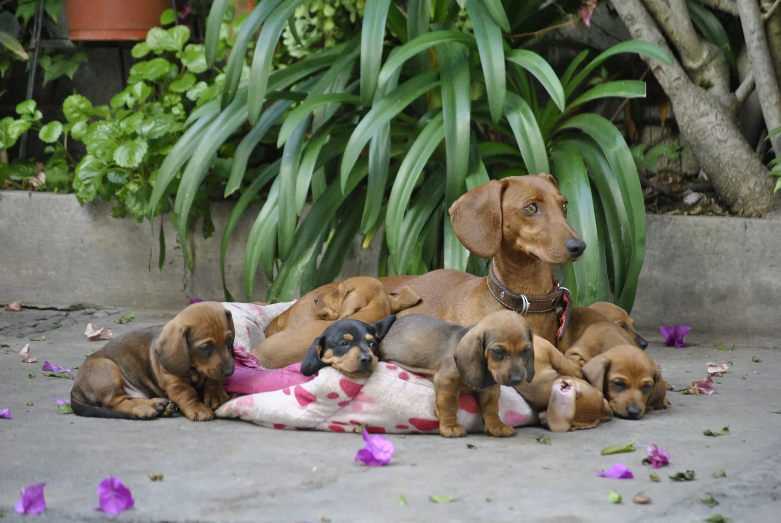 Chienne teckel allongée avec sa portée de chiots