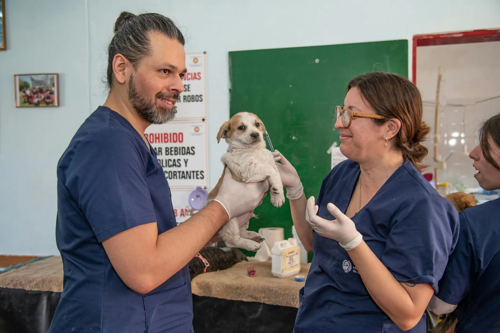 Deux vétérinaires examinant un petit chien en consultation