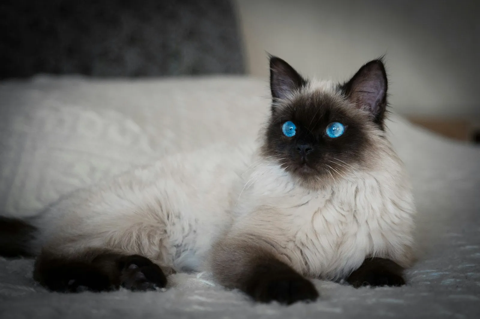 Chat ragdoll colourpoint aux yeux bleus sur une couverture blanche