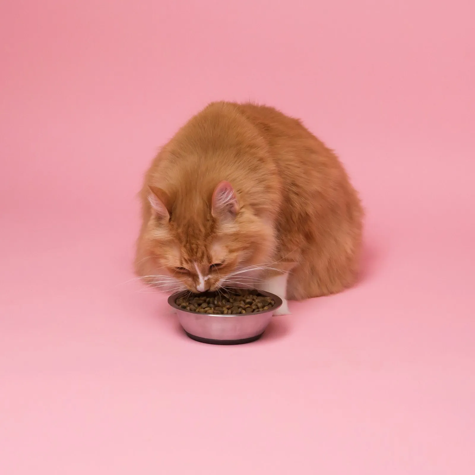 Chat roux mangeant dans une gamelle, fond rose