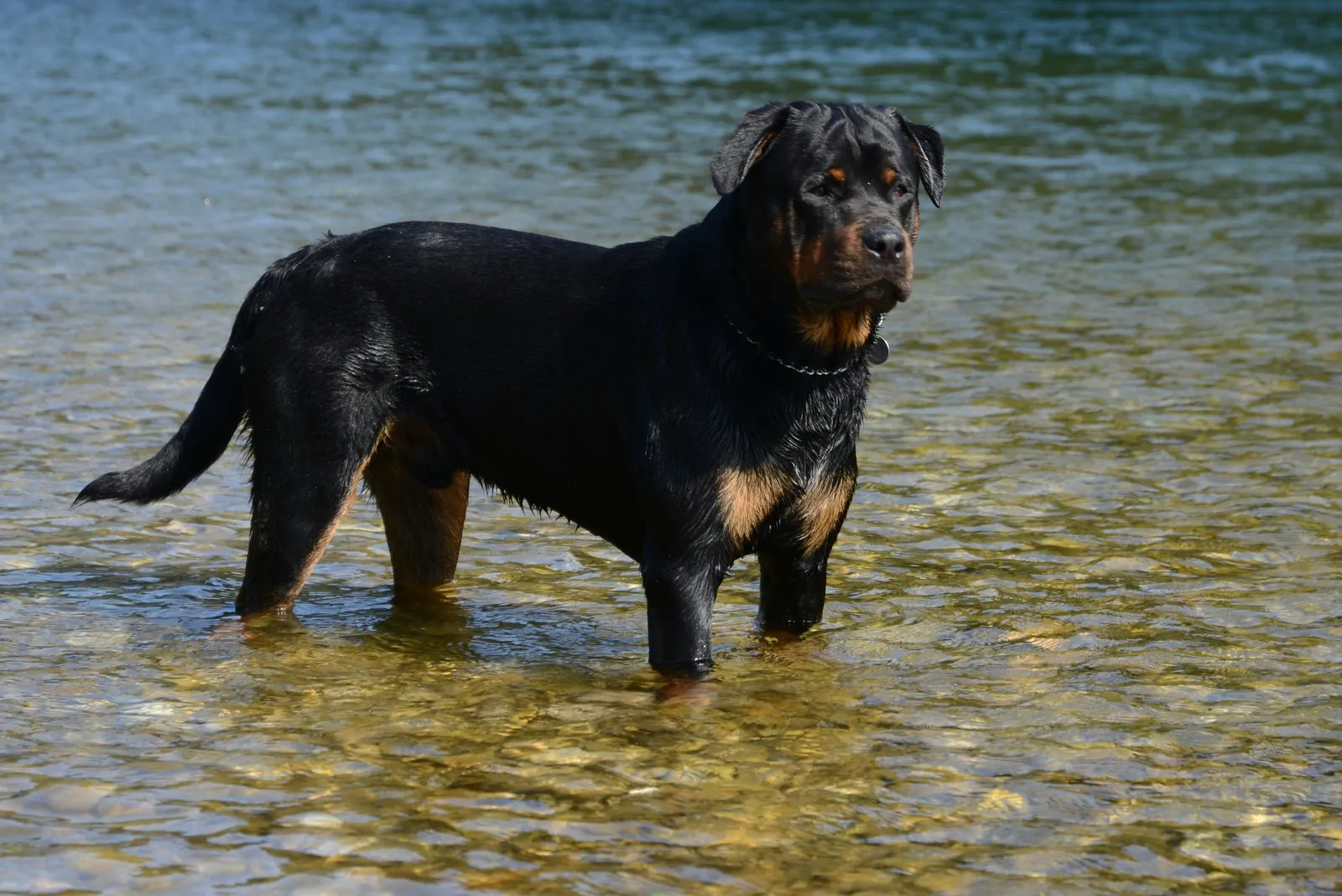 Rottweiler adulte debout dans l'eau peu profonde d'une rivière