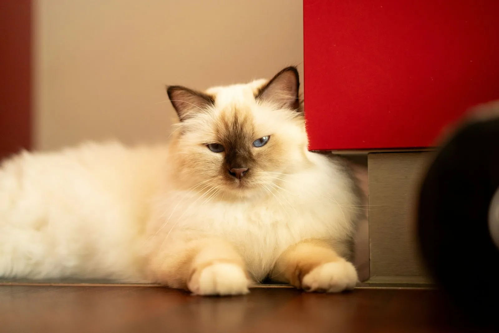 Sacré de Birmanie crème aux yeux bleus, allongé à l'intérieur