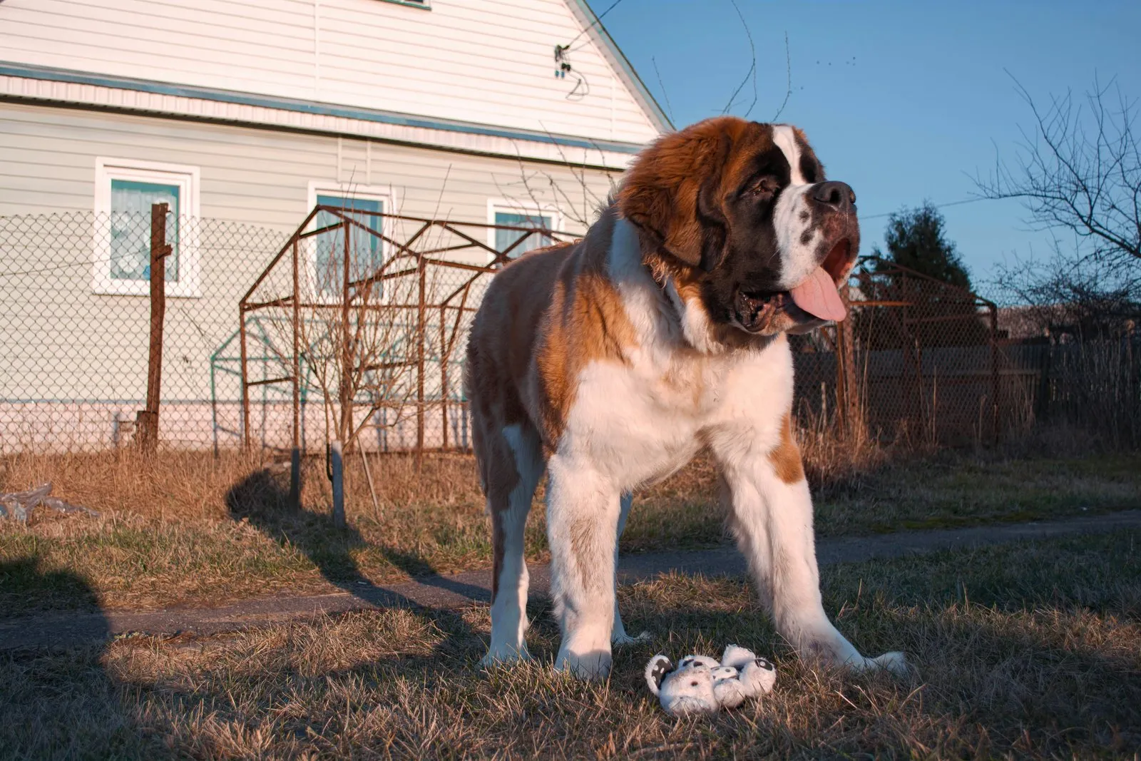 Saint-bernard debout dans un champ, corps entier