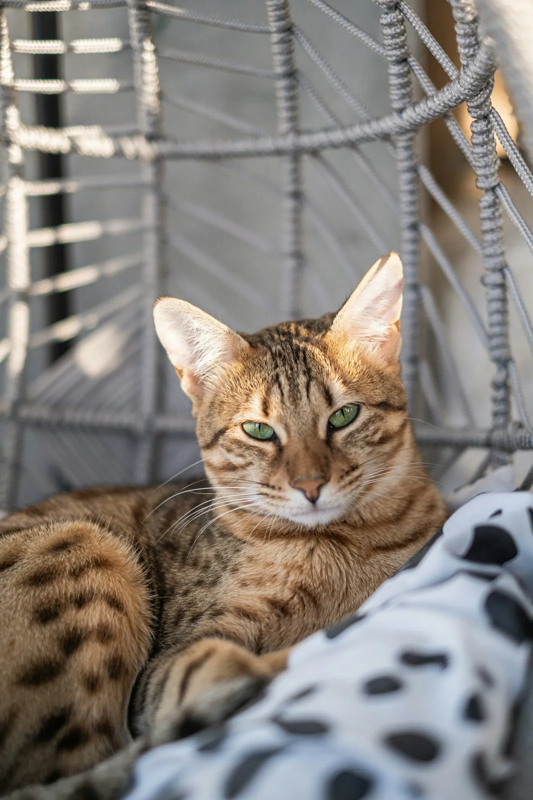 Chat tacheté aux grandes oreilles allongé sur une chaise