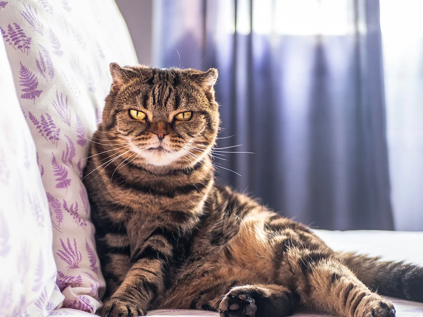 Chat scottish fold tigré allongé sur un canapé