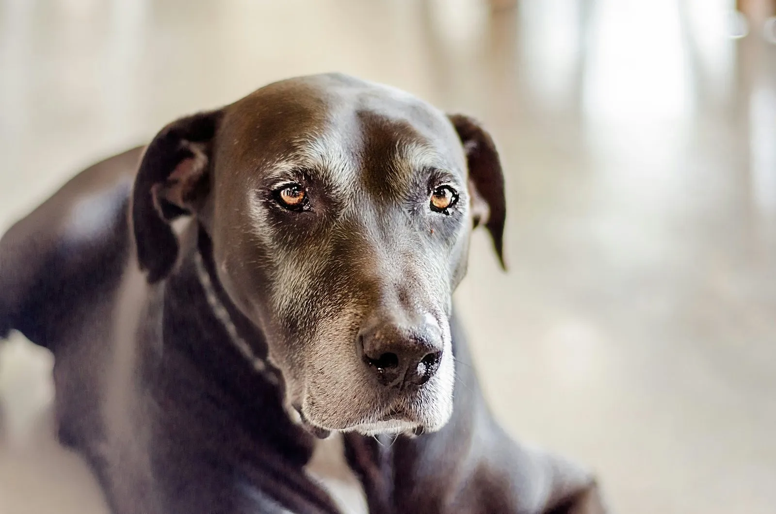 Chien senior au museau grisonnant, portrait