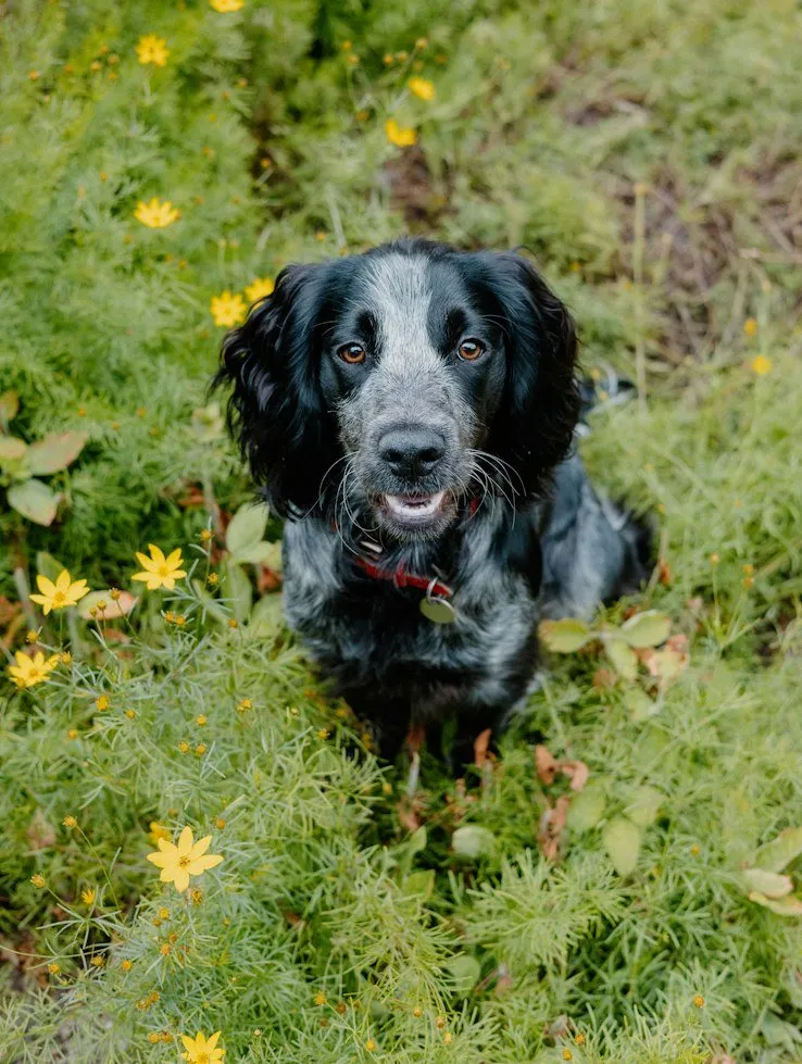 Setter anglais blanc moucheté de noir assis dans des fleurs jaunes