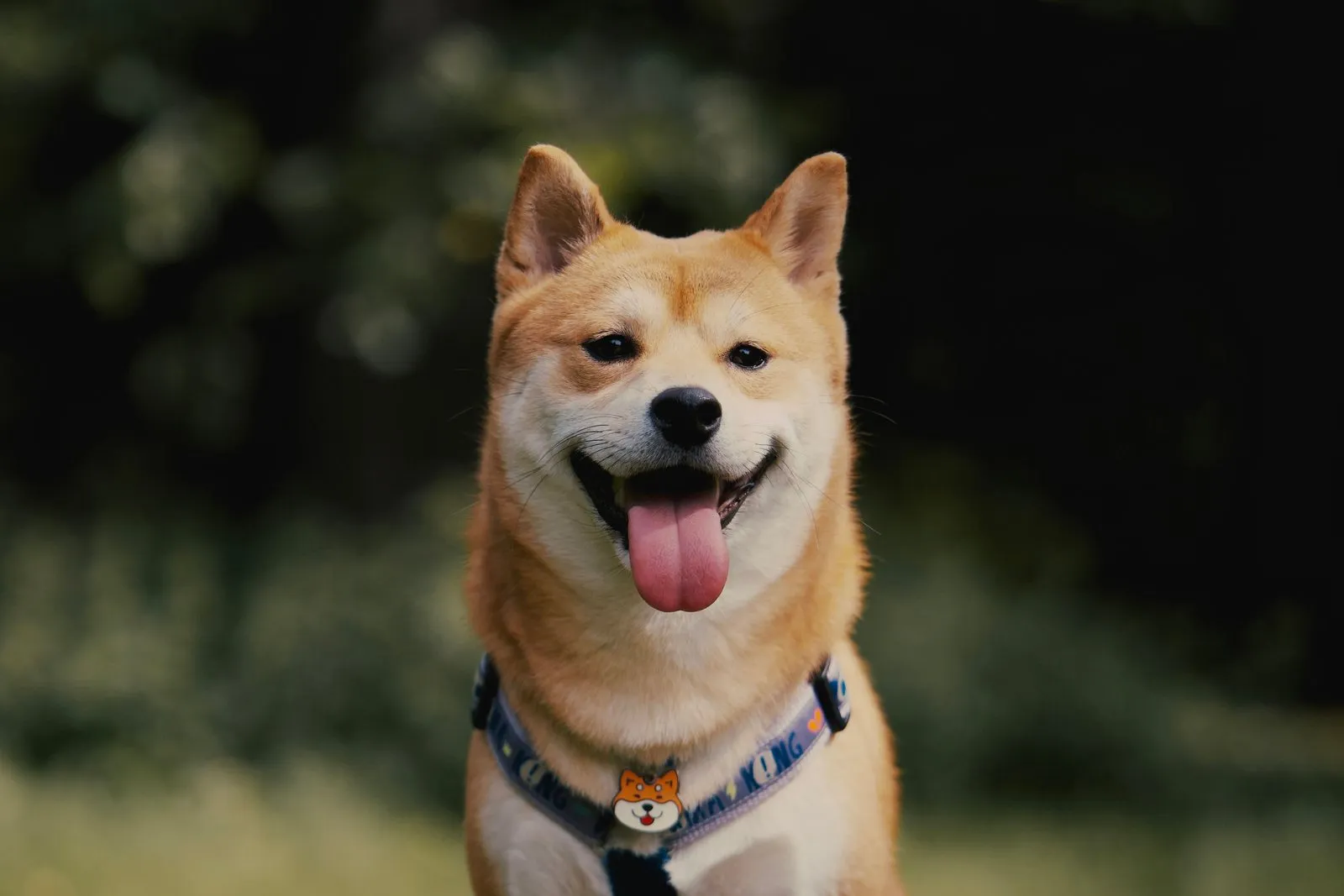 Shiba inu roux assis dans l'herbe, langue sortie