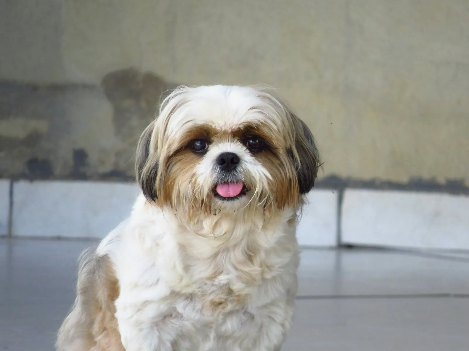 Shih tzu blanc et brun assis en extérieur