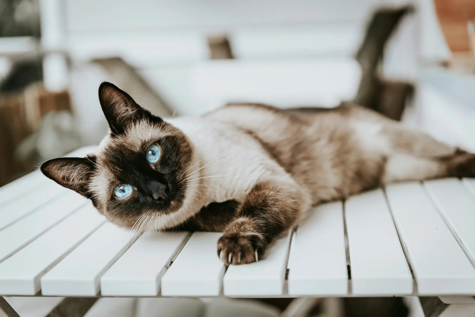 Chat siamois aux yeux bleus allongé sur un banc blanc