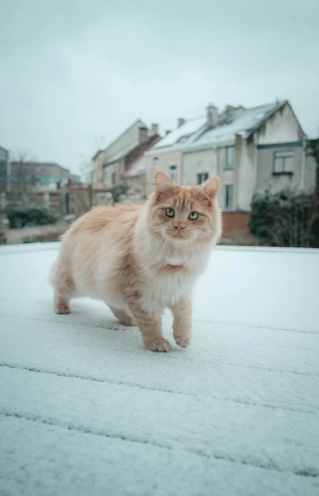 Chat sibérien roux à poil long dans la neige
