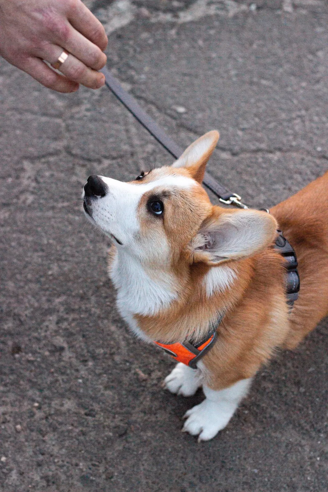 Chiot welsh corgi tenu en laisse lors d'une promenade