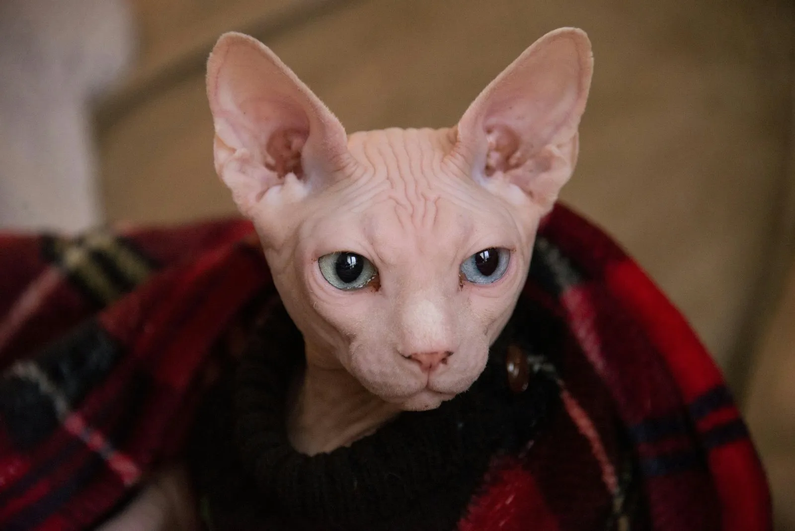 Chat sphynx sans poils allongé sur un textile rouge