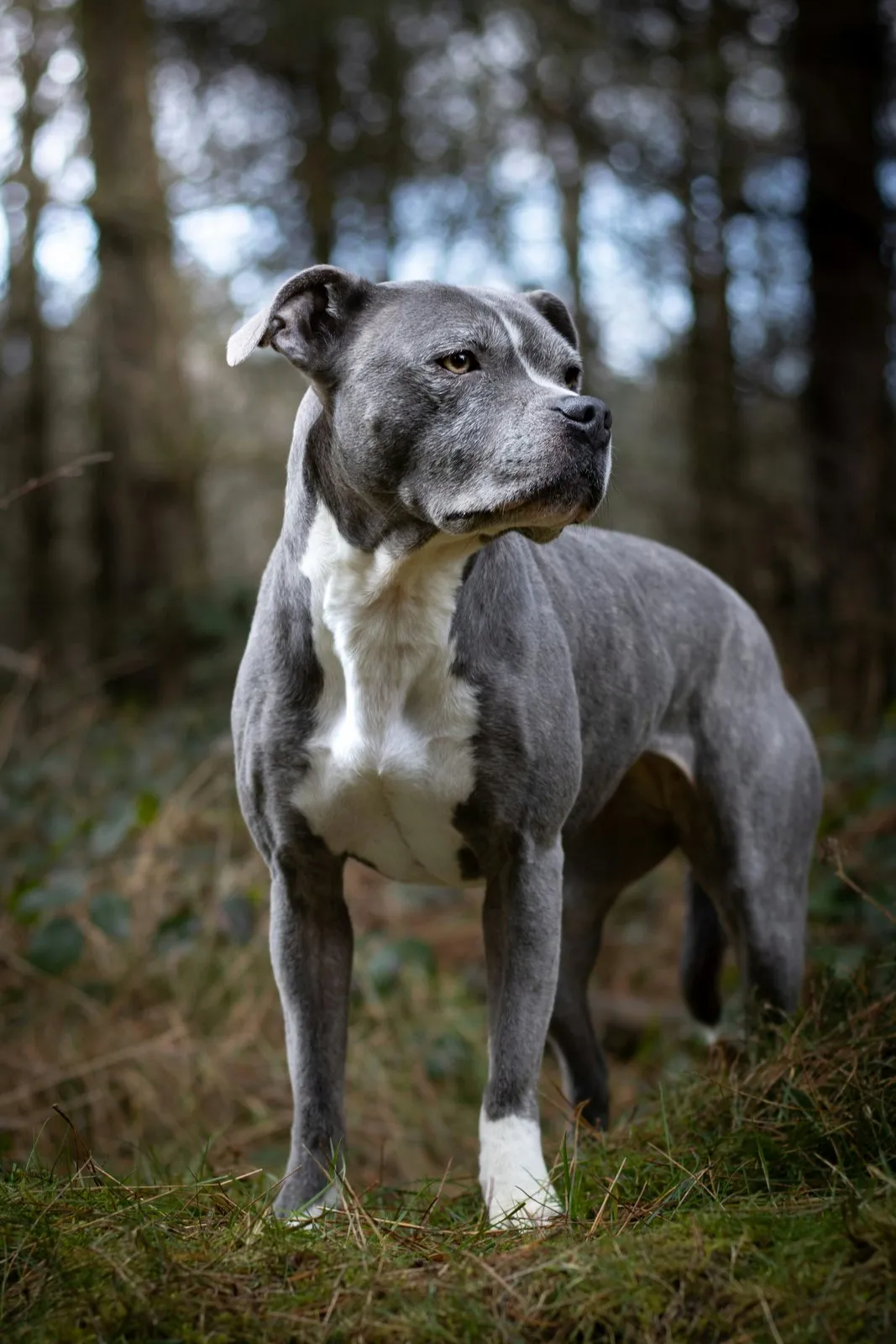 Staffordshire bull terrier bleu et blanc debout en forêt