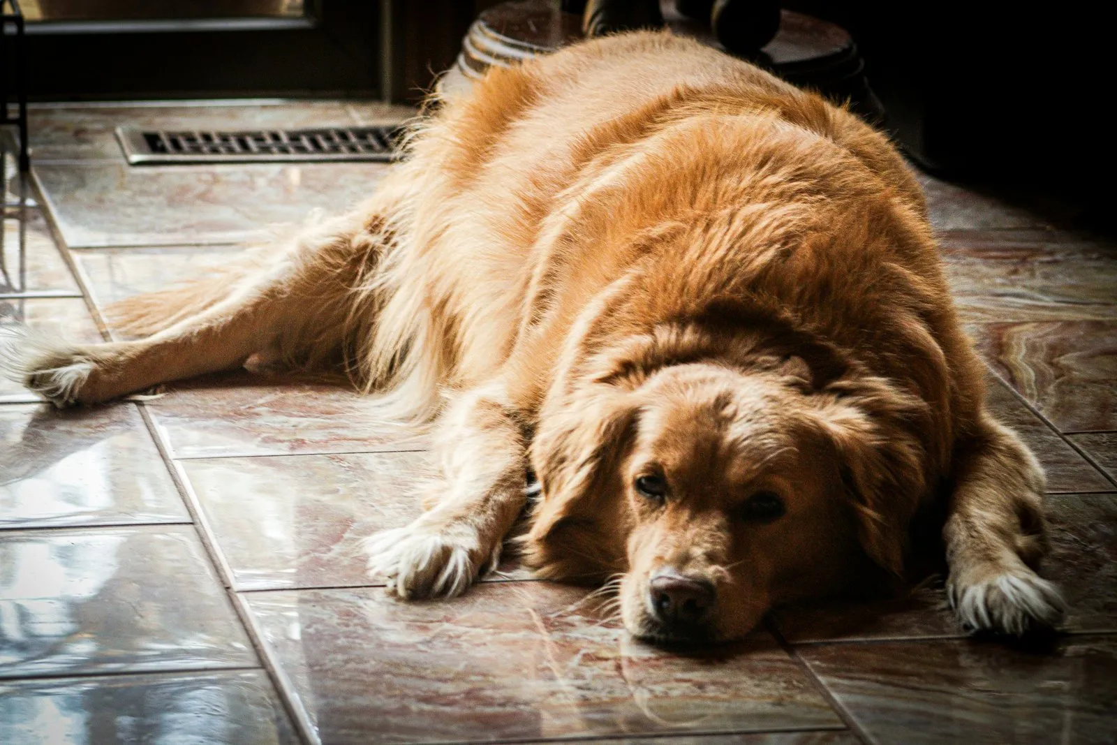 Golden retriever en surpoids couché sur un sol carrelé