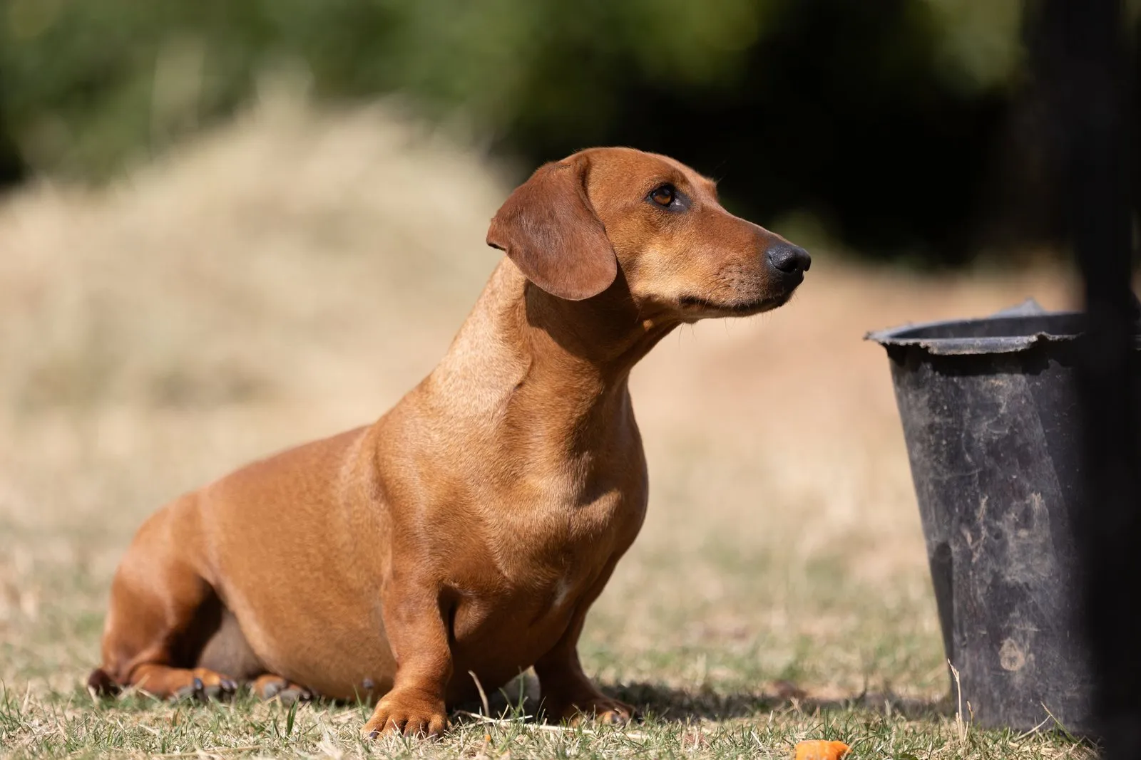 Teckel fauve à poil ras debout de profil au soleil