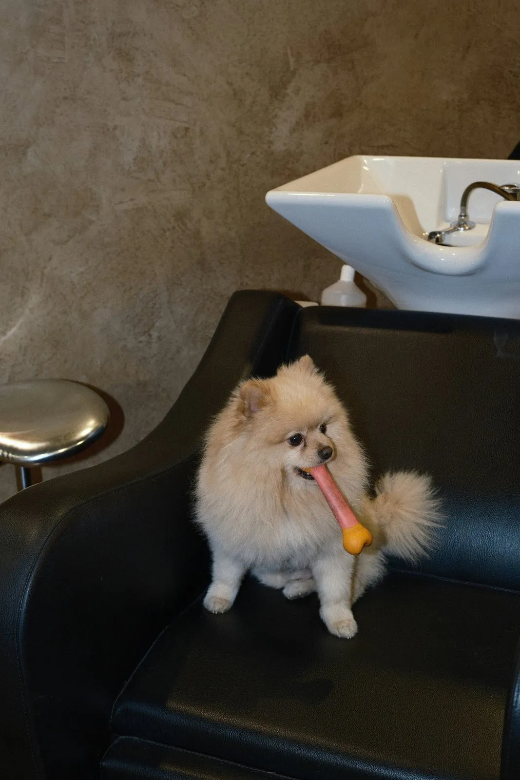 Spitz sur la table d'un salon de toilettage, sous le séchoir