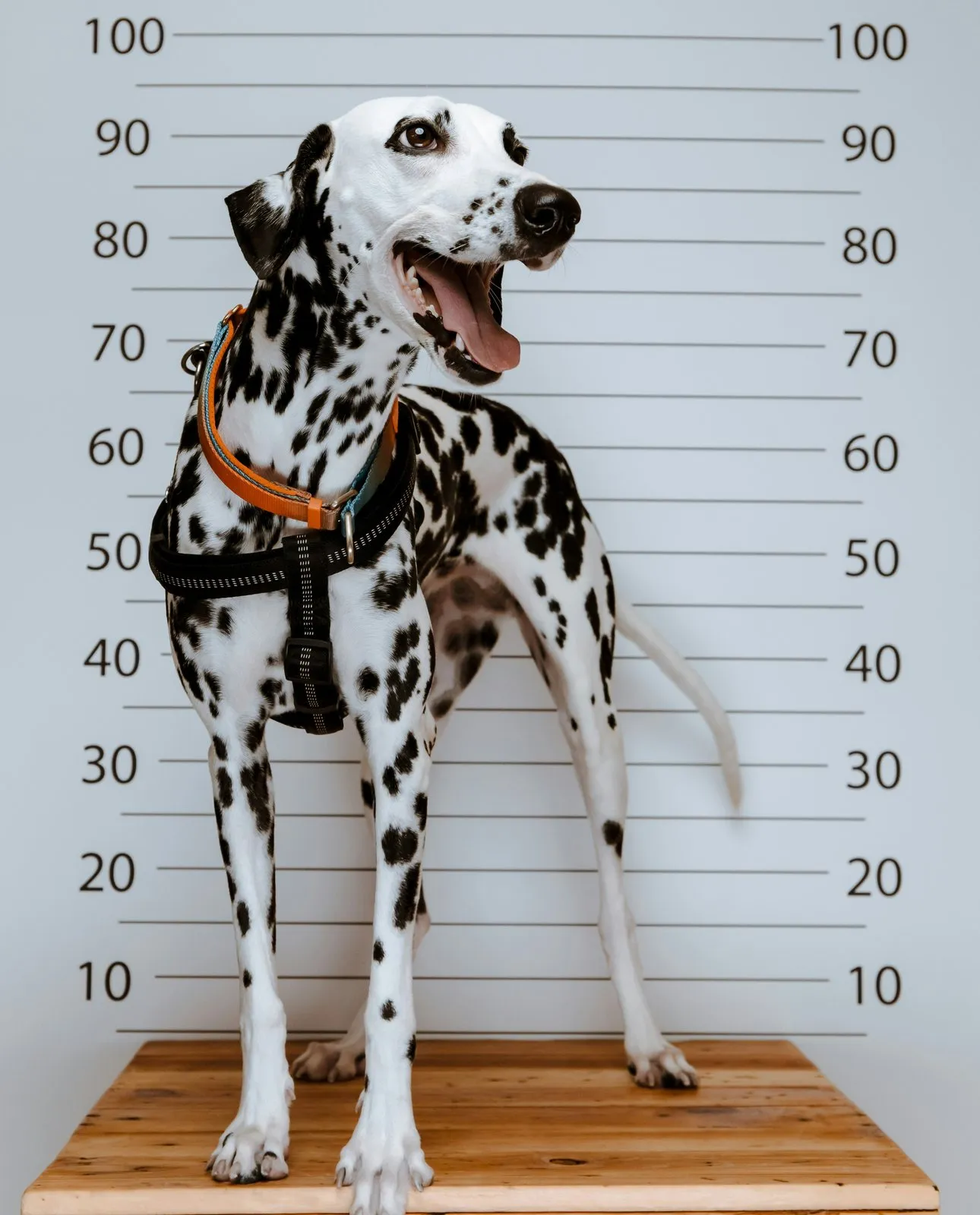 Dalmatien debout devant une toise graduée en centimètres