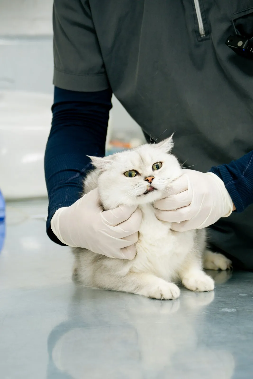 Chat blanc examiné par un vétérinaire ganté