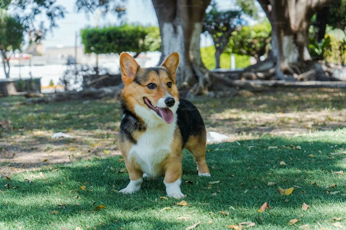 Welsh corgi pembroke debout dans un parc, face à l'objectif
