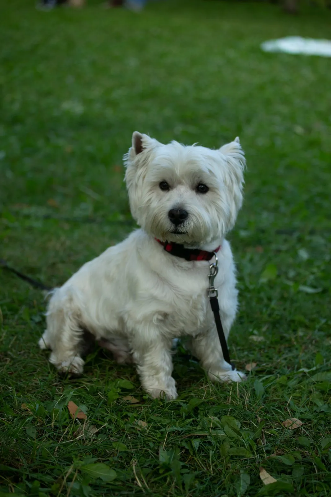 West highland white terrier assis dans un champ verdoyant