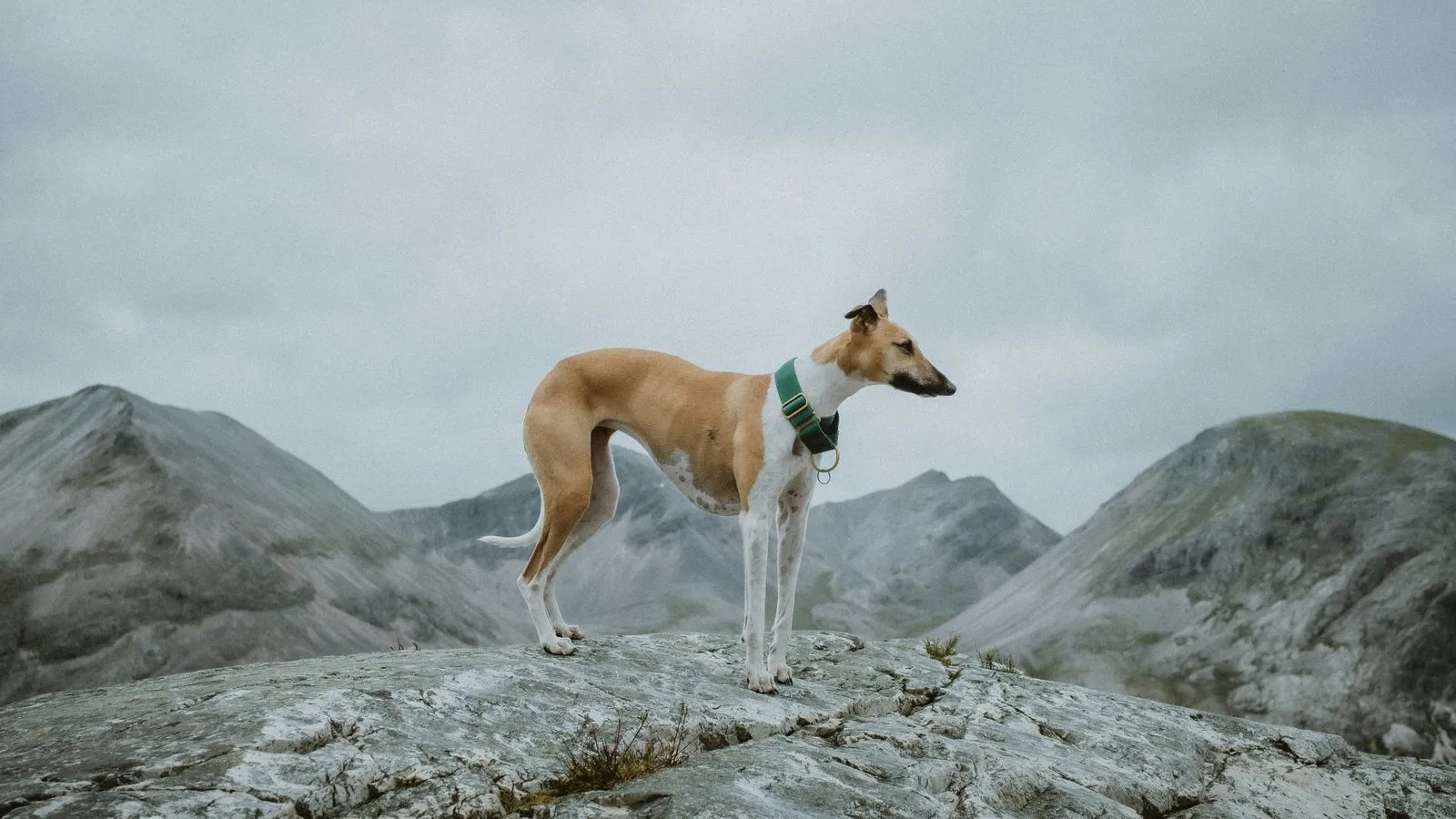Whippet debout sur un rocher dans un paysage de montagne