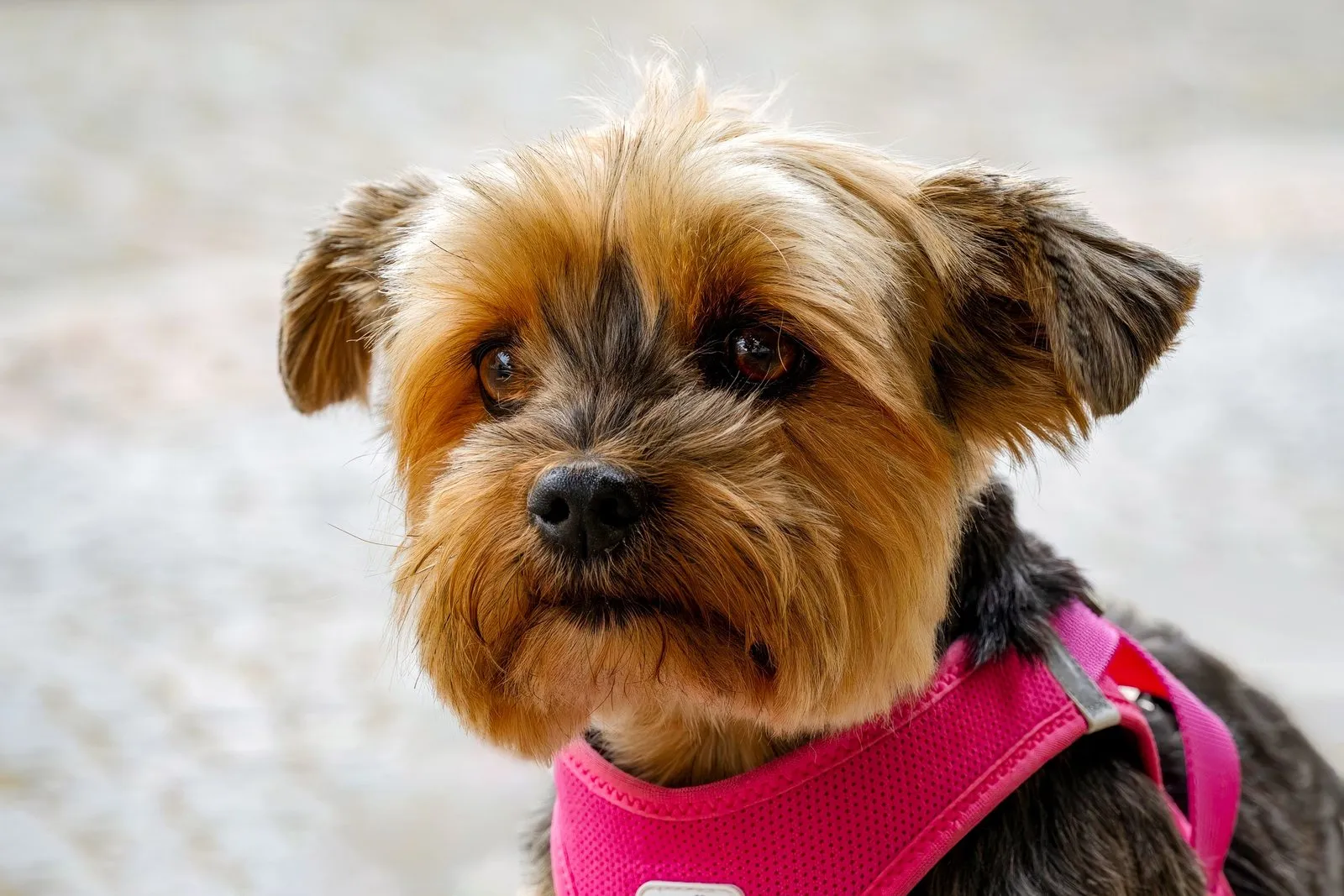 Portrait d'un yorkshire terrier avec un harnais rose